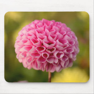 Schöne rosa Ball-Dahlie-Blume Mousepad