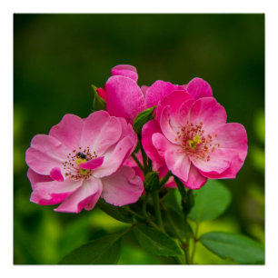 Schöne rosa Blume-6845 Poster