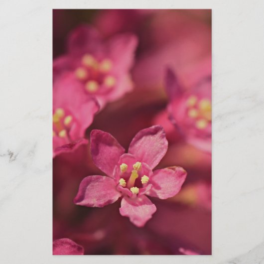 Schöne rosa Blume Briefpapier (Vorderseite)