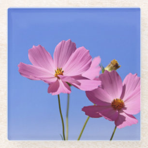 schöne rosa Blume, die einen klaren, blauen Himmel Glasuntersetzer