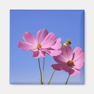 schöne rosa Blume, die einen klaren, blauen Himmel Magnet