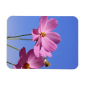 schöne rosa Blume, die einen klaren, blauen Himmel Magnet (Horizontal)