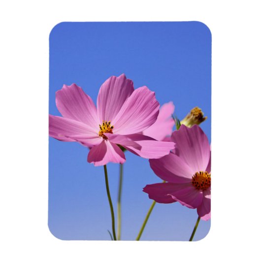 schöne rosa Blume, die einen klaren, blauen Himmel Magnet (Vertikal)