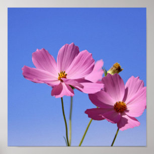 schöne rosa Blume, die einen klaren, blauen Himmel Poster
