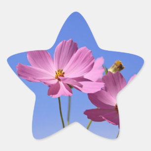 schöne rosa Blume, die einen klaren, blauen Himmel Stern-Aufkleber