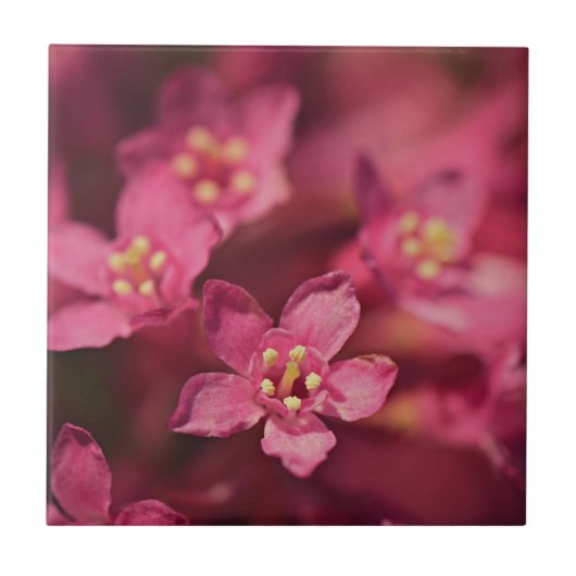 Schöne rosa Blume Fliese (Vorderseite)