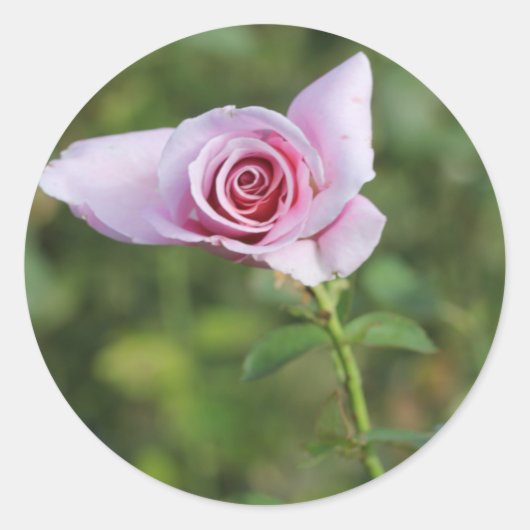 Schöne Rosa Blume Gastgeschenk Hochzeit Aufkleber (Vorderseite)