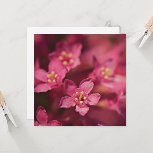 Schöne rosa Blume Karte (Vorderseite/Rückseite Beispiel)