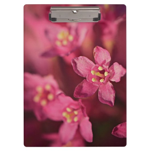 Schöne rosa Blume Klemmbrett (Vorderseite)