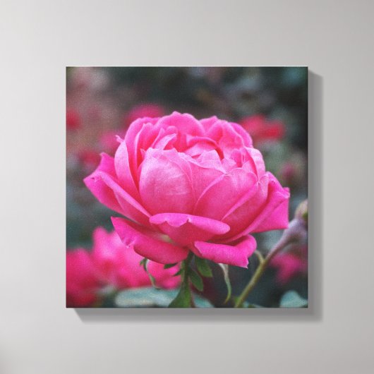 Schöne Rosa-Blume Leinwanddruck (Vorderseite)