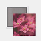 Schöne rosa Blume Magnet (Vorderseite/Rückseite)