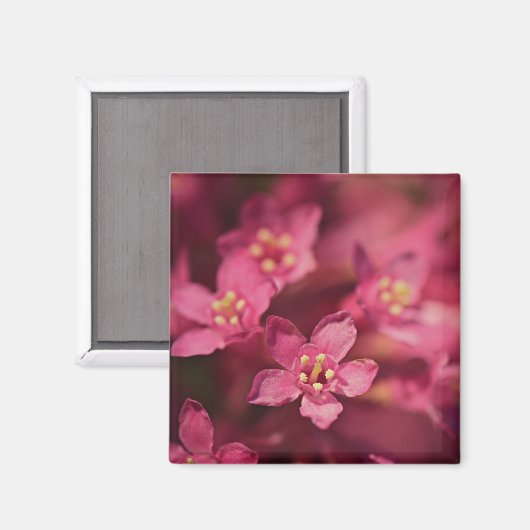 Schöne rosa Blume Magnet (Vorderseite/Rückseite)