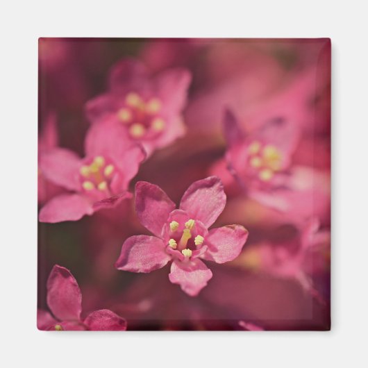 Schöne rosa Blume Magnet (Vorne)