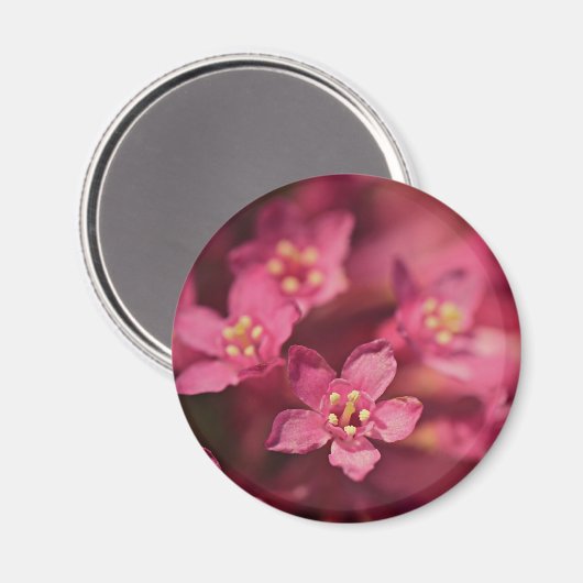 Schöne rosa Blume Magnet (Vorderseite/Rückseite)