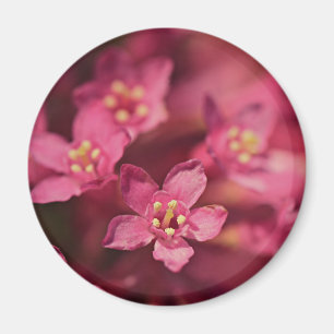 Schöne rosa Blume Magnet