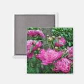Schöne Rosa-Blume Magnet (Vorderseite/Rückseite)