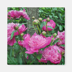 Schöne Rosa-Blume Magnet