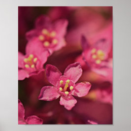 Schöne rosa Blume Poster