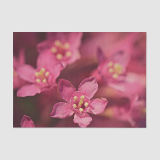 Schöne rosa Blume Seidenpapier (Vorderseite)