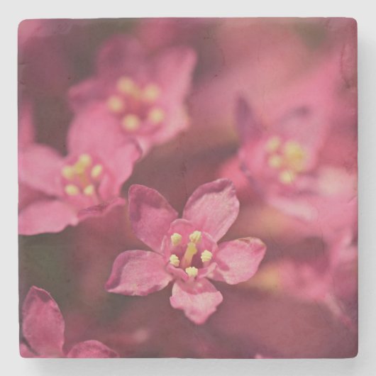 Schöne rosa Blume Steinuntersetzer (Vorderseite)