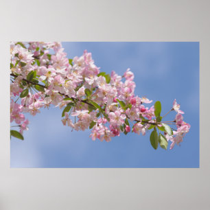 Schöne rosa Blüten im Obstgarten Poster