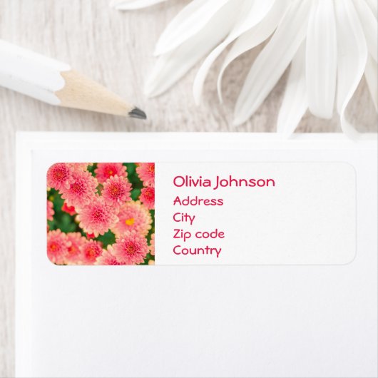 Schöne rosa Dahlias Blume (Insitu)