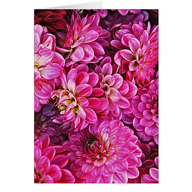 Schöne rosa Dahlien (Vorne)