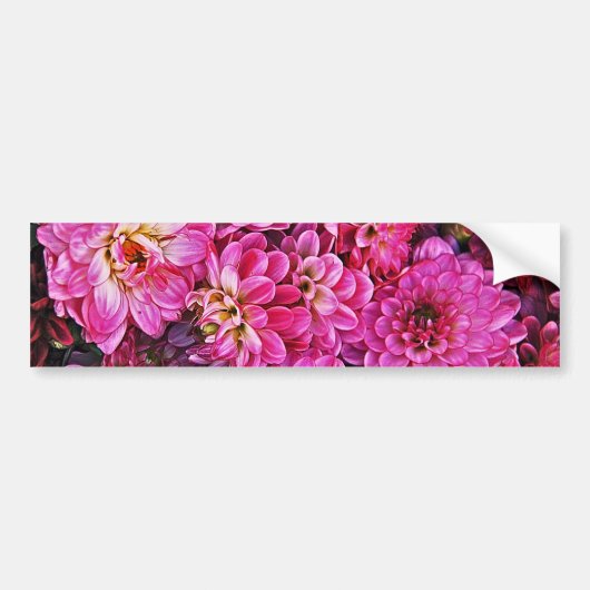 Schöne rosa Dahlien Autoaufkleber (Vorne)