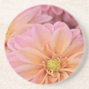 Schöne rosa Dahlien-Blume Getränkeuntersetzer