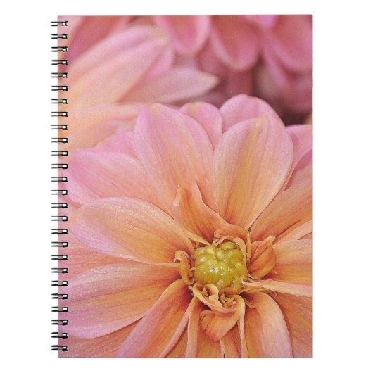 Schöne rosa Dahlien-Blume Notizblock (Vorderseite)