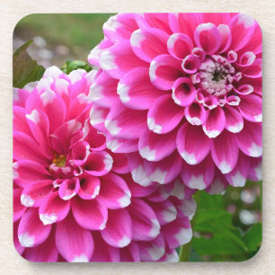Schöne rosa Dahlien in voller Blüte Getränkeuntersetzer