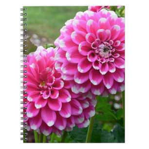 Schöne rosa Dahlien in voller Blüte Notizblock
