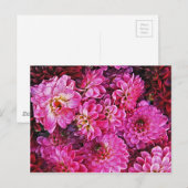 Schöne rosa Dahlien Postkarte (Vorne/Hinten)