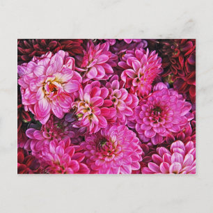 Schöne rosa Dahlien Postkarte