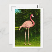 Schöne rosa Flamingo Postkarte (Vorne/Hinten)