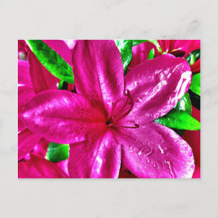 Schöne rosa florale Azaleen-Postkarten Postkarte