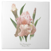 Schöne rosa Iris im botanischen Stil Kunst Fliese (Vorderseite)