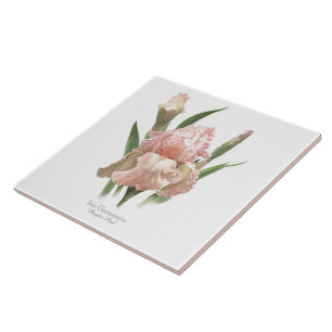 Schöne rosa Iris im botanischen Stil Kunst Fliese