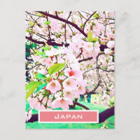 Schöne Rosa Kirschblüte Japan Reise