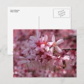 Schöne rosa Kirschblüten Postkarte (Vorne/Hinten)