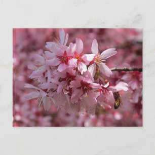 Schöne rosa Kirschblüten Postkarte