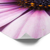 Schöne rosa Lila Osteosperum-Blume Poster (Ecke)