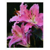 Schöne rosa Lily blüht Blumenglanz Poster (Vorderseite)