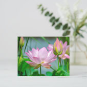 Schöne rosa Lotusblumen Postkarte (Stehend Vorderseite)