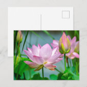 Schöne rosa Lotusblumen Postkarte (Vorne/Hinten)