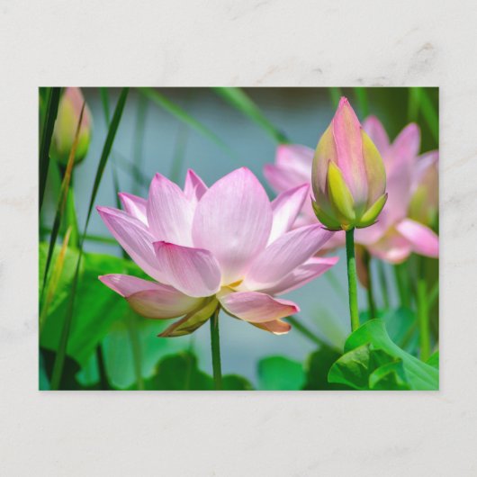 Schöne rosa Lotusblumen Postkarte (Vorderseite)