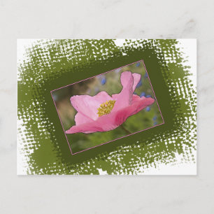 Schöne rosa Mohnfotografie Postkarte