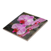Schöne rosa Mottenorchideen Fliese (Seite)