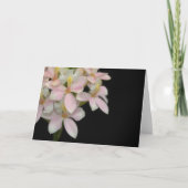 Schöne rosa Orchid-Blume auf schwarz - leere Karte (Vorderseite)