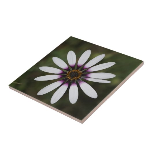 Schöne rosa Osteosperum-Blume Fliese (Seite)